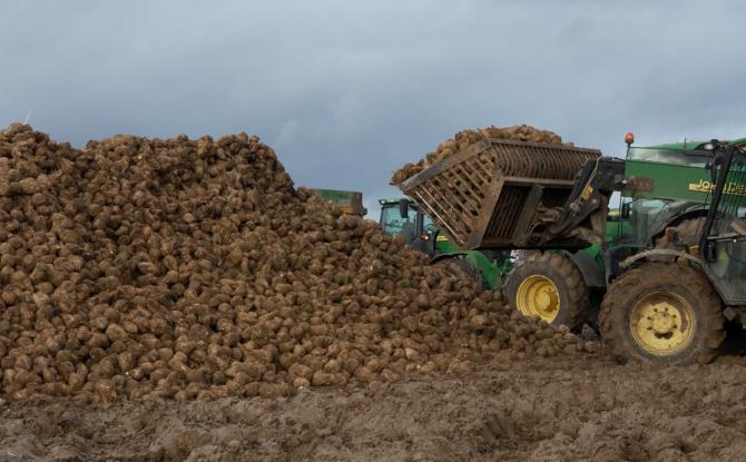 Les betteraviers, contraints de réduire leurs surfaces de culture dès 2026