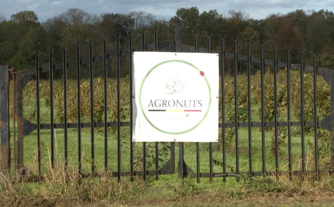 Agronuts a l'avenir de la noisette belge dans ses mains