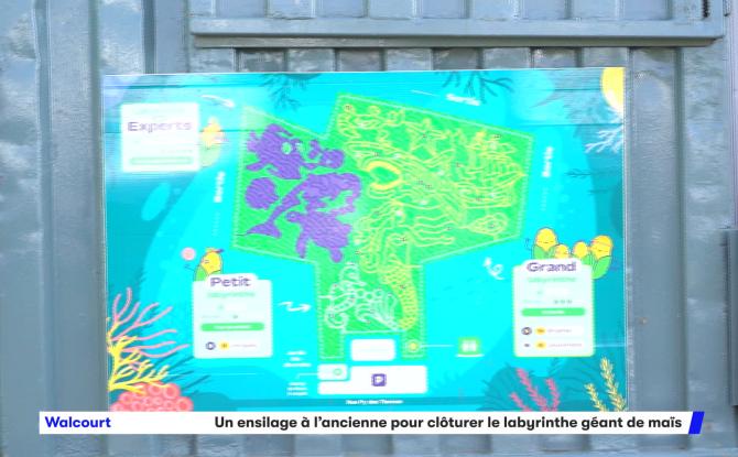 Un ensilage à l'ancienne pour clôturer la saison du labyrinthe géant