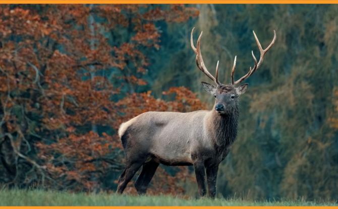 Roadtrip à la découverte du brame du cerf
