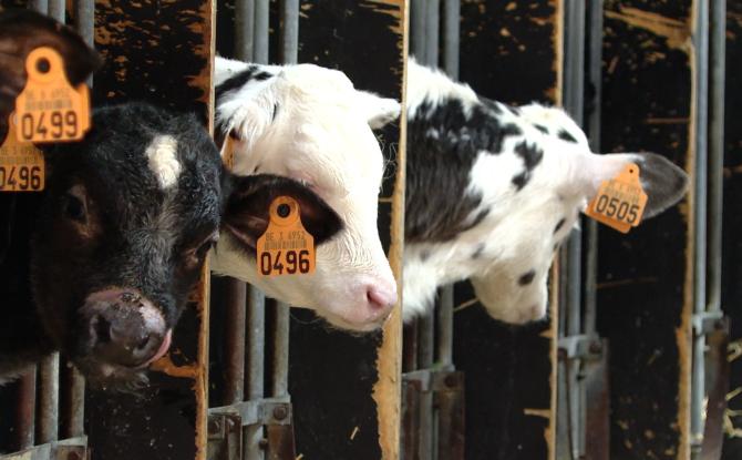 La dermatose (DNC) menace les bovins belges, que faire ?