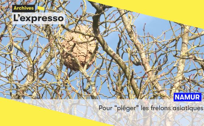 L'expresso de ce mardi 13 janvier: frelons asiatiques, poulailler, et solidarité