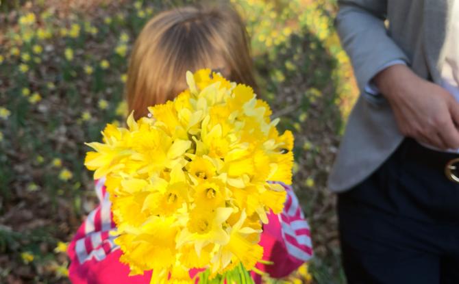 Jonquilles : la cueillette est autorisée… mais encadrée