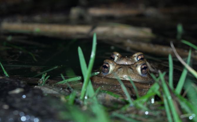 Temps de grenouille, prudence sur la route !