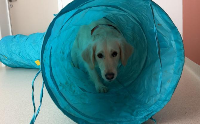 Couvin : la thérapie assistée par l'animal au service des personnes âgées