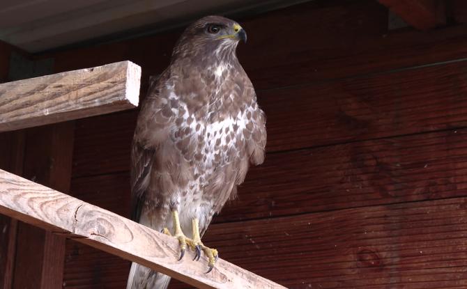 CREAVES de Namur : face aux intrusions et aux attaques, le centre sort du silence
