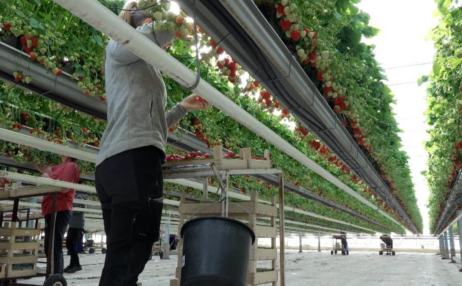 Les fraises sont de retour à la fraiseraie de Franière !