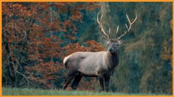Roadtrip à la découverte du brame du cerf